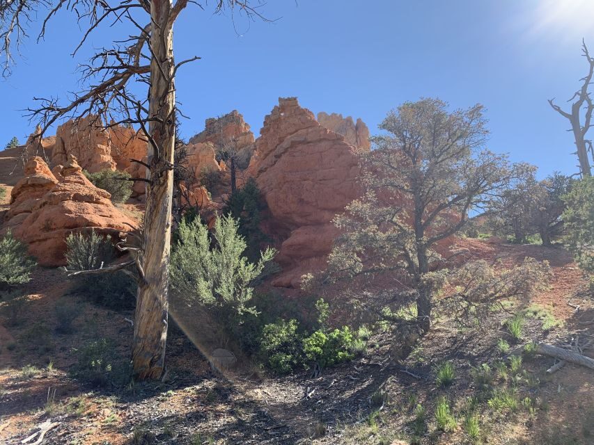Bryce Canyon City: Horseback Riding Tour in Red Canyon - Key Things You’ll Notice on This Red Canyon Horse Ride