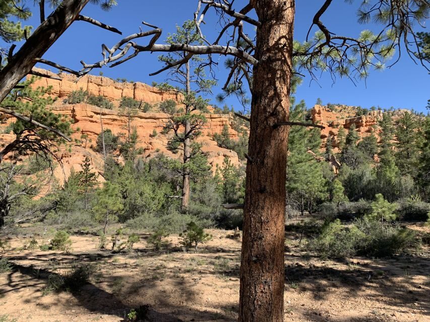 Bryce Canyon City: Horseback Riding Tour in Red Canyon - Horses, Instruction, and Who This Ride Works For