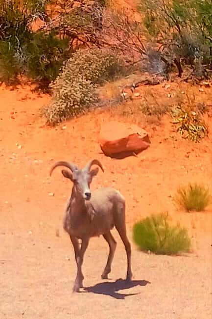 From Las Vegas: Valley of Fire Full-Day Guided Tour w/ Lunch - Before You Go: Quick Practical Checklist