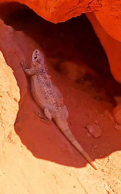 From Las Vegas: Valley of Fire Full-Day Guided Tour w/ Lunch - Stop-by-Stop: What Each Moment Gives You