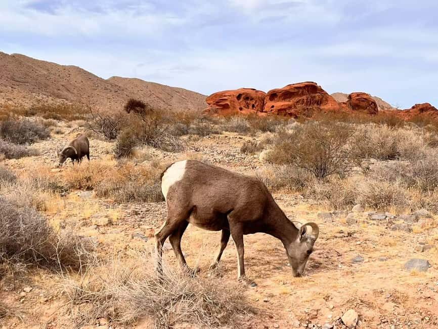 From Las Vegas: Valley of Fire State Park Guided Day Tour - Getting out of the Strip: pickup timing and why 6 hours is just right