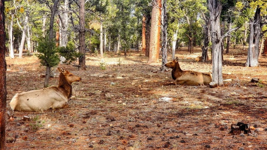 Grand Canyon South Rim Sunset Tour wth Dinner included - Getting there on time: South Gate lines and your pickup location
