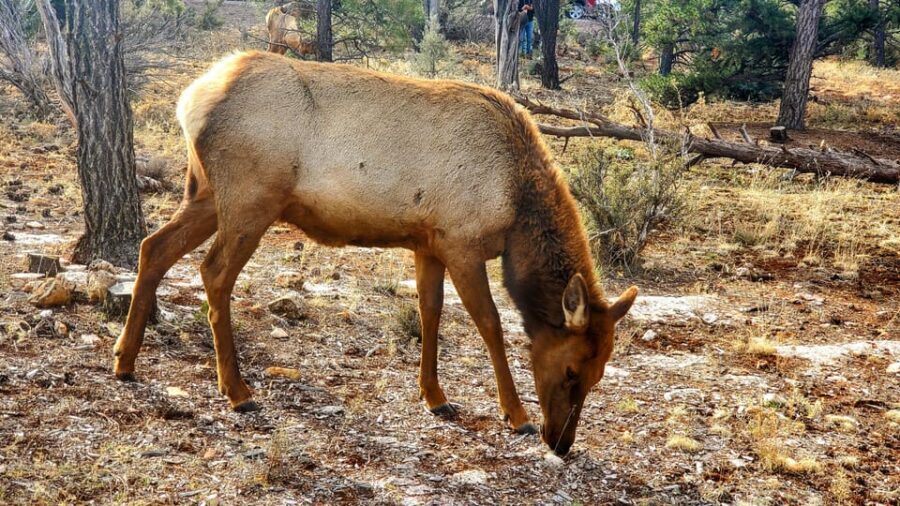 Grand Canyon South Rim Tour with Lunch included - Pickup From South Rim Village: Timing and Parking Reality