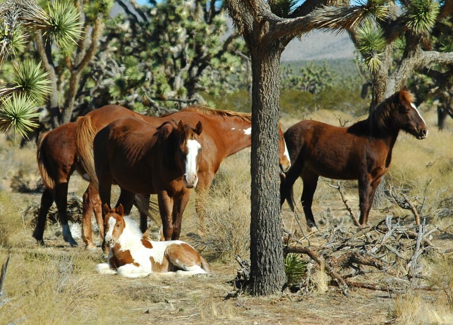 Grand Canyon West 5-in-1 Tour with Rim Lunch From Las Vegas - Pickup, Ride Comfort, and Staying Comfortable During the Day