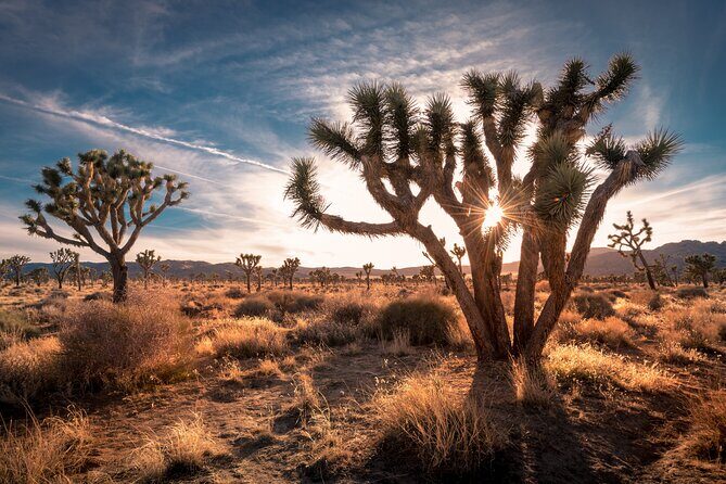 Grand Canyon West, Hoover Dam and Seven Magic Mountains & LV Sign - Joshua Tree Forest stop: a calmer reset after the big sights