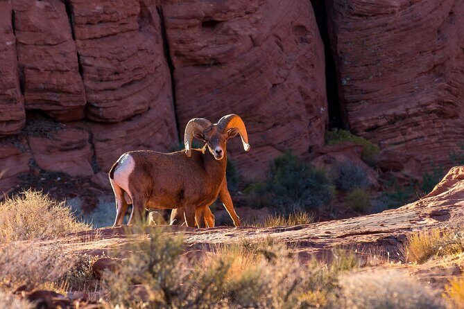 Grand Canyon West, Hoover Dam and Seven Magic Mountains & LV Sign - Bighorn sheep viewing and Boulder City: where patience pays off