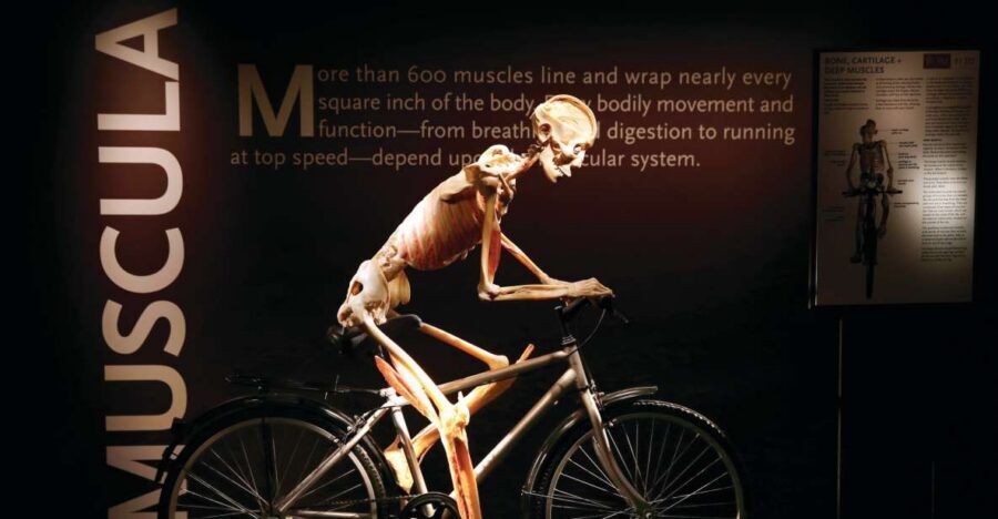 Las Vegas: BODIES | The Exhibition at the Luxor - Key highlights worth planning around