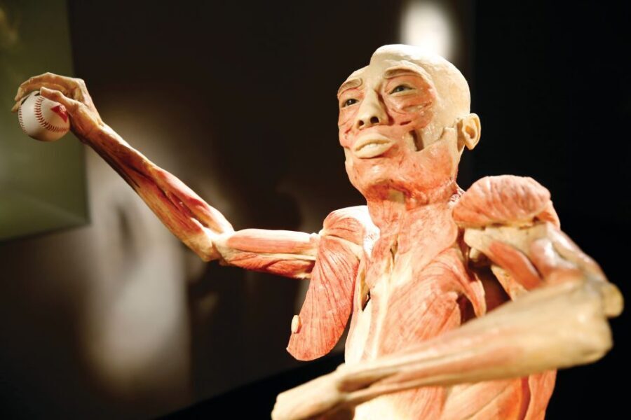 Las Vegas: BODIES | The Exhibition at the Luxor - Bodies…The Exhibition at the Luxor: what it feels like inside