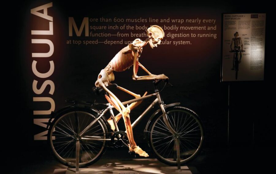 Las Vegas: BODIES | The Exhibition at the Luxor - What you actually learn: body systems you can picture later