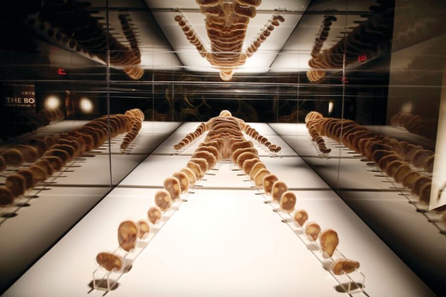Las Vegas: BODIES | The Exhibition at the Luxor - Timing in Vegas: how to choose your entry time