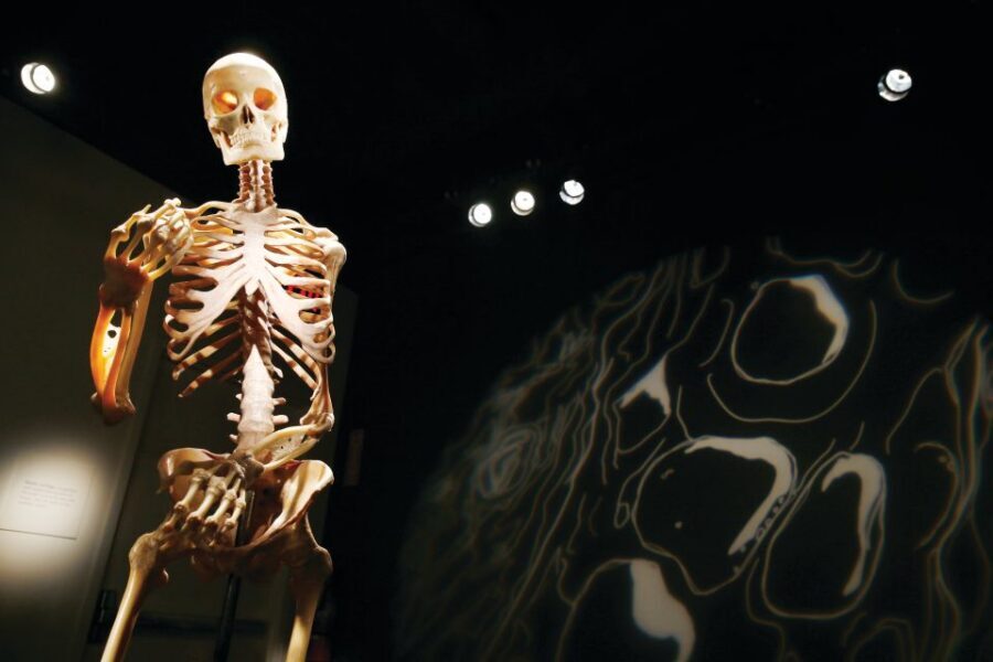 Las Vegas: BODIES | The Exhibition at the Luxor - Practical rules you should know before you arrive