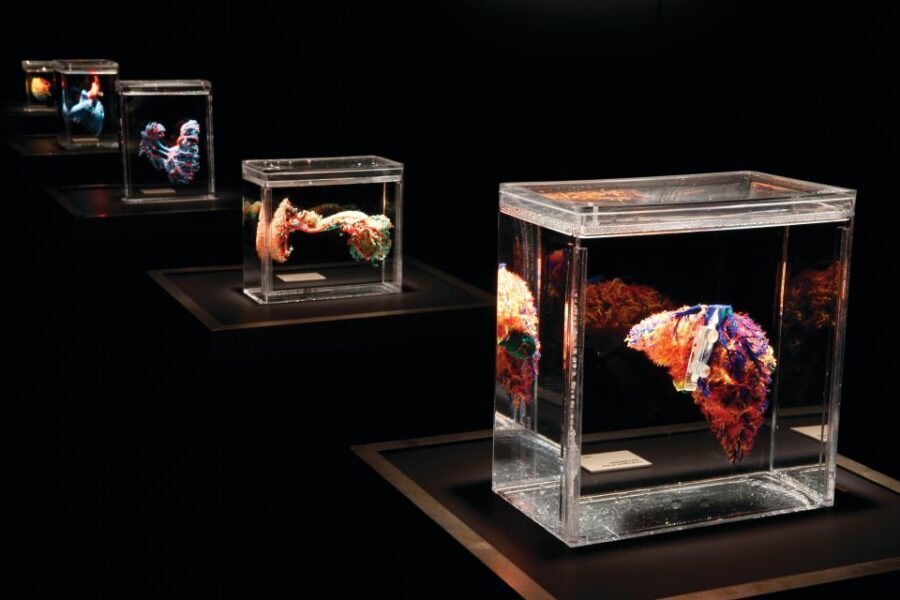 Las Vegas: BODIES | The Exhibition at the Luxor - Your walk-through: how the exhibits are organized in practice