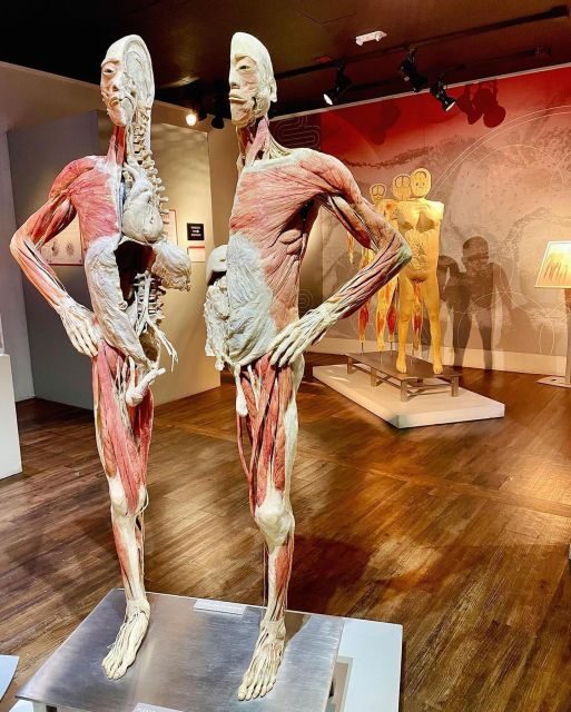 Las Vegas: REAL BODIES at Horseshoe Las Vegas Entry Ticket - A realistic flow for your self-guided visit