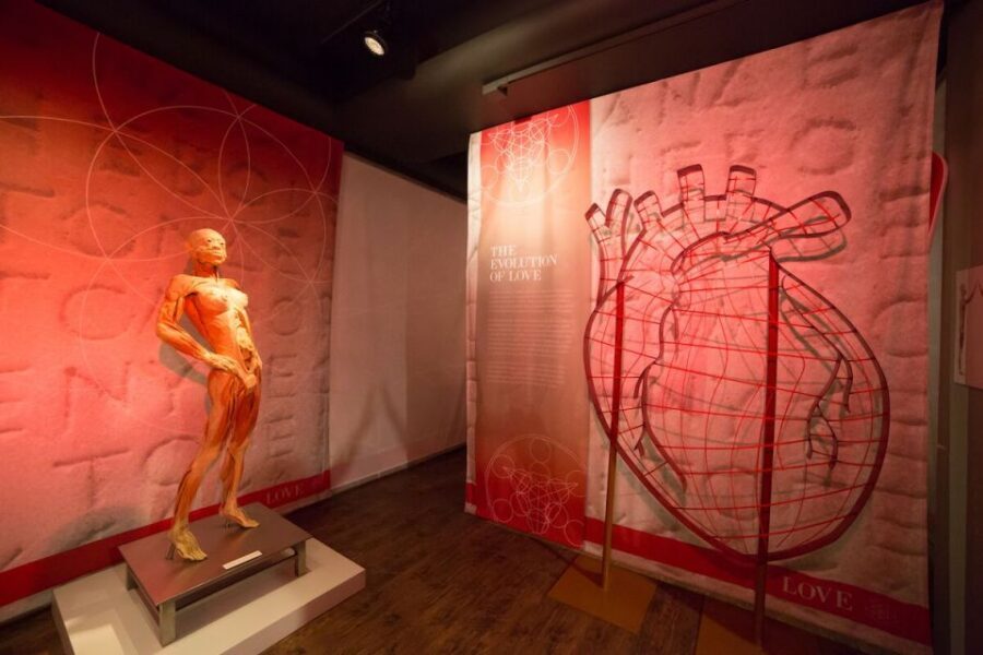 Las Vegas: REAL BODIES at Horseshoe Las Vegas Entry Ticket - Price, value, and who this experience is for