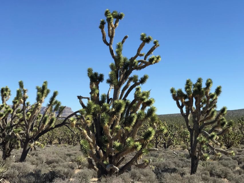 Las Vegas:Grand Canyon West Tour, Ranch Lunch, Skywalk Entry - Desert Wonder Adventures Logistics: How the Small-Group Setup Affects Your Day