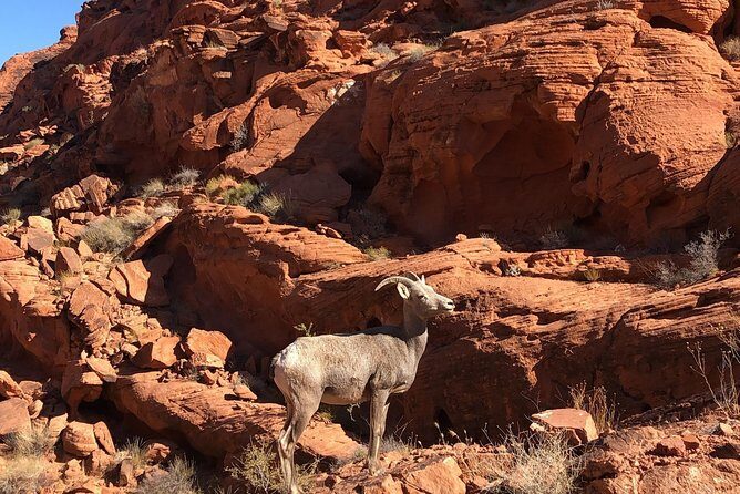 Private Valley of Fire Hiking Tour from Las Vegas - Why Valley of Fire feels like a real day outdoors