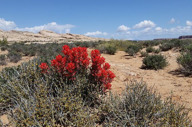 San Juan River and Hummer Cliff Dwelling Expedition - The San Juan River and Hummer combo: why it works so well