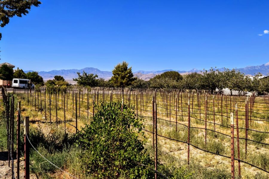 Scenic Las Vegas / Pahrump Wine Tasting Tour and Food - What to bring for a smooth day