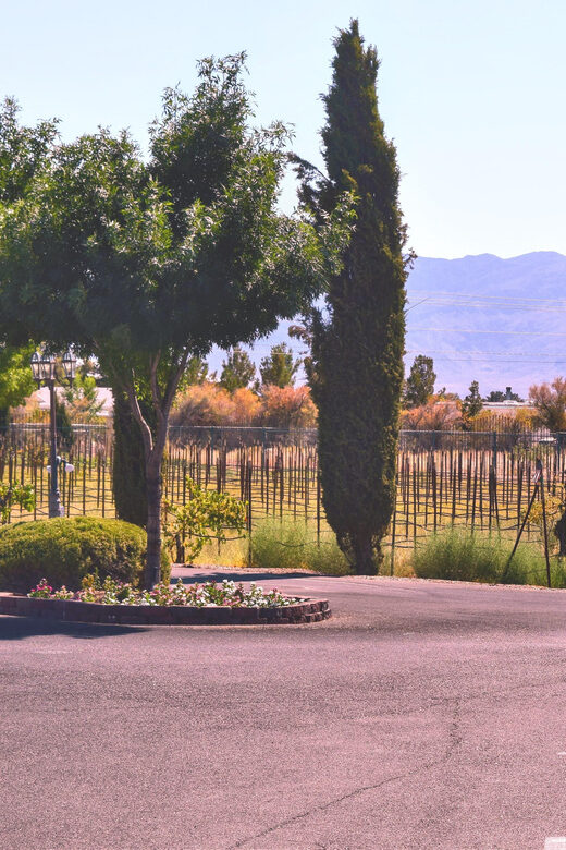 Scenic Las Vegas / Pahrump Wine Tasting Tour and Food - Charleston Peak Winery vs. The Wine Down on Tuesdays and Wednesdays