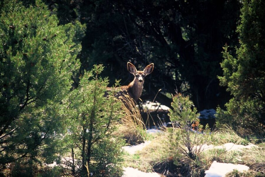 Sedona: 2-Hour Jeep (Hummer) Tour Gambler Trail - Key things that make this tour worth your time