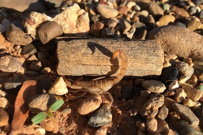 Sedona Night Hike and Stargazing - Moonlight hiking plus UV scorpion spotting